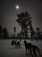 Huskyschlitten-Fahrt &ndash; &copy; Sinah Witzig (Eberhardt TRAVEL)