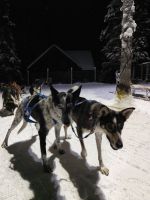 Huskyschlitten-Fahrt &ndash; &copy; Sinah Witzig (Eberhardt TRAVEL)