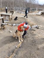 Kuschelhunde &ndash; &copy; Ria Heilmann (Eberhardt TRAVEL)