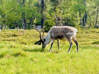 6. Tag - Rentiere in Finnisch Lappland