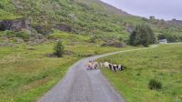 Lovund: Wanderweg zum Lundeura Vogelreservat &ndash; &copy; Sinah Witzig (Eberhardt TRAVEL)