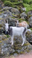 Lovund: Wanderweg zum Lundeura Vogelreservat
