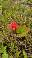 Moltebeeren