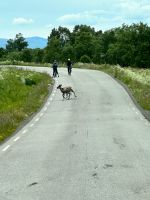 Rentiere auf den Vesterålen