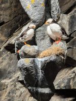 Papageientaucher - Puffins &ndash; &copy; Gabi Rübel (Eberhardt TRAVEL)