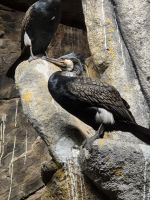 NordkapWildlife  &ndash; &copy; Gabi Rübel (Eberhardt TRAVEL)