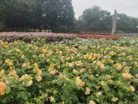 .... aber mit jeder Menge duftenden Rosen &ndash; &copy; Marta Rass (Eberhardt TRAVEL)