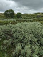 auf dem Weg von Dovrefjell nach Oppdal &ndash; &copy; Marta Rass (Eberhardt TRAVEL)