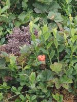 Moltebeeren &ndash; &copy; Marta Rass (Eberhardt TRAVEL)