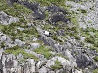 Mini-Kreuzfahrt auf dem Lysefjord (Beobachtung einer Ziege) &ndash; &copy; Katrin Deutschbein (Eberhardt TRAVEL)