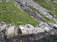 Mini-Kreuzfahrt auf dem Lysefjord (Beobachtung einer Ziege) &ndash; &copy; Katrin Deutschbein (Eberhardt TRAVEL)