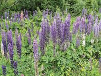 Lupinen &ndash; &copy; Katrin Deutschbein (Eberhardt TRAVEL)
