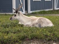 Rentiere, ganz nah &ndash; &copy; Marlies Krause (Eberhardt TRAVEL)