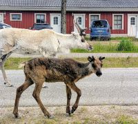 Rentiere, ganz nah &ndash; &copy; Marlies Krause (Eberhardt TRAVEL)
