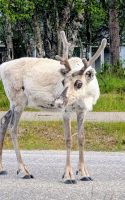 Rentiere, ganz nah &ndash; &copy; Marlies Krause (Eberhardt TRAVEL)