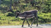 Rentiere, ganz nah &ndash; &copy; Marlies Krause (Eberhardt TRAVEL)