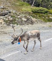 Rentierschönheit &ndash; &copy; Marlies Krause (Eberhardt TRAVEL)