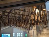 Stockfische &ndash; &copy; Marlies Krause (Eberhardt TRAVEL)