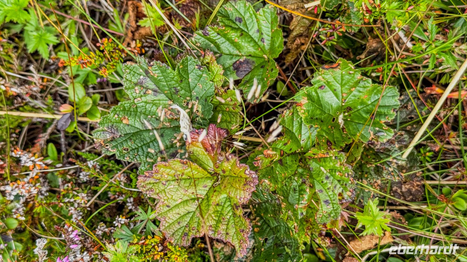 Helgelandskyste - Helgelandsküste - Insel Træna - Moltebeeren &ndash; &copy; Martin Büchner (Eberhardt TRAVEL)
