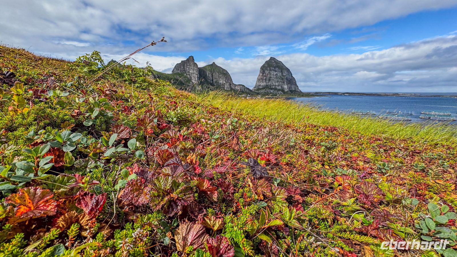 Helgelandskyste - Helgelandsküste - Insel Træna - Moltebeeren &ndash; &copy; Martin Büchner (Eberhardt TRAVEL)