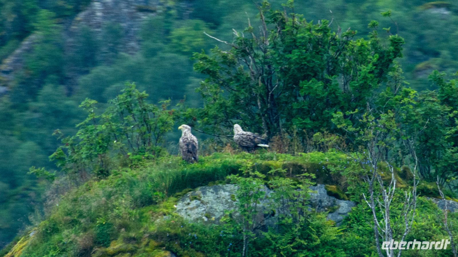 Seeadler im Raftsund, Lofoten &ndash; &copy; Martin Büchner (Eberhardt TRAVEL)