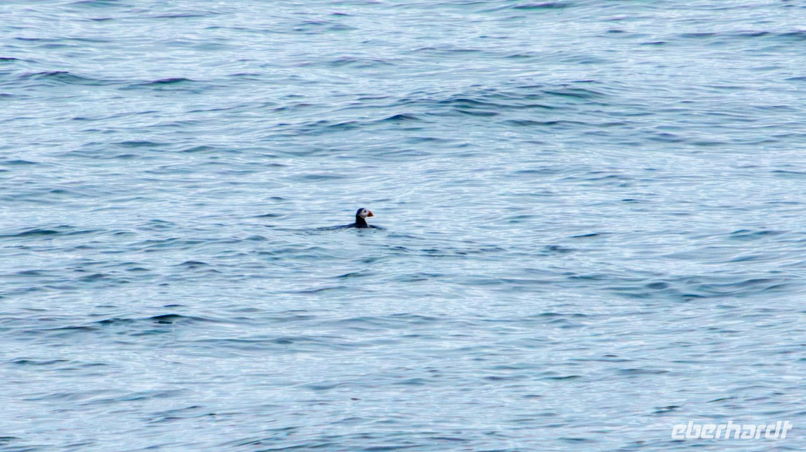Papageitaucher (Puffin) &ndash; &copy; Martin Büchner (Eberhardt TRAVEL)