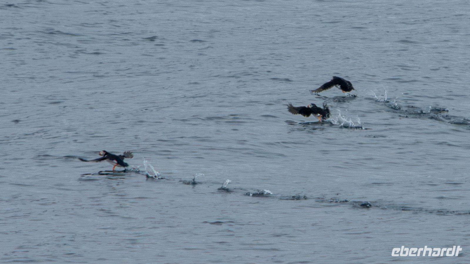 Papageitaucher (Puffin) &ndash; &copy; Martin Büchner (Eberhardt TRAVEL)