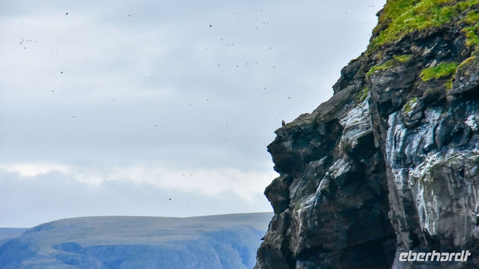 Vogelfelsen vor der Insel Magerøya mit Seeadler auf dem Felsen und tausenden Vögeln in der Luft &ndash; &copy; Martin Büchner (Eberhardt TRAVEL)