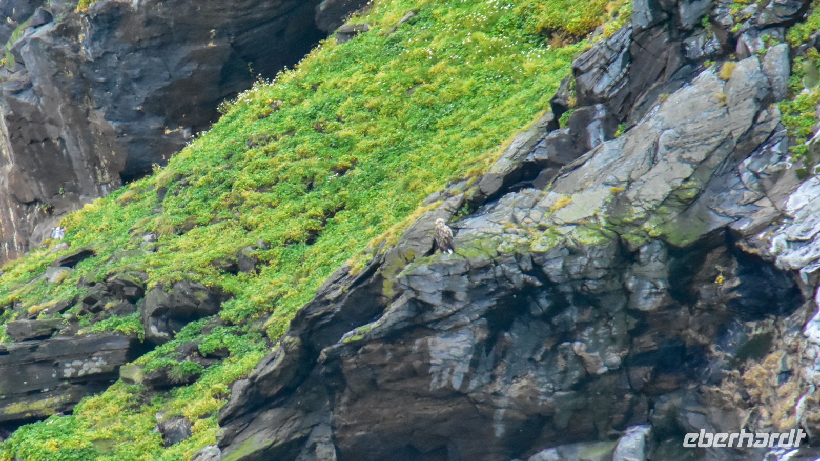Vogelfelsen vor der Insel Magerøya - Seeadler &ndash; &copy; Martin Büchner (Eberhardt TRAVEL)