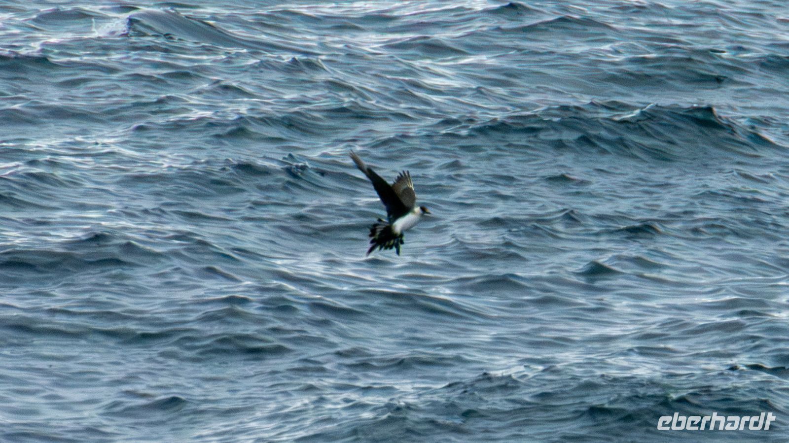 Skua - Raubmöwe &ndash; &copy; Martin Büchner (Eberhardt TRAVEL)
