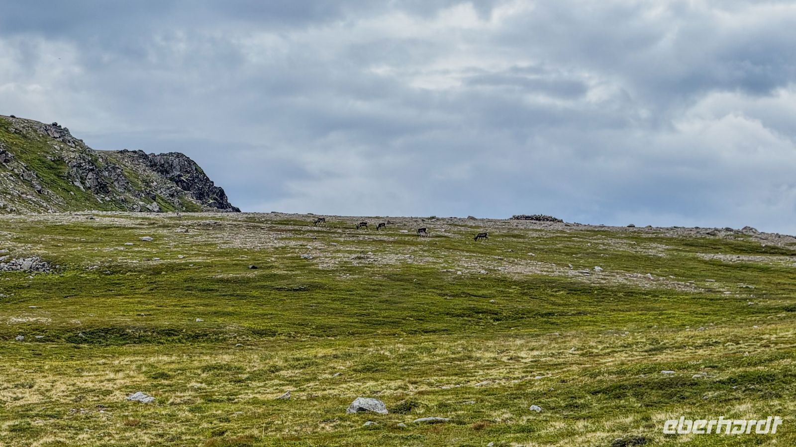 Insel Magerøya - Honningsvåg - Rentiere &ndash; &copy; Martin Büchner (Eberhardt TRAVEL)