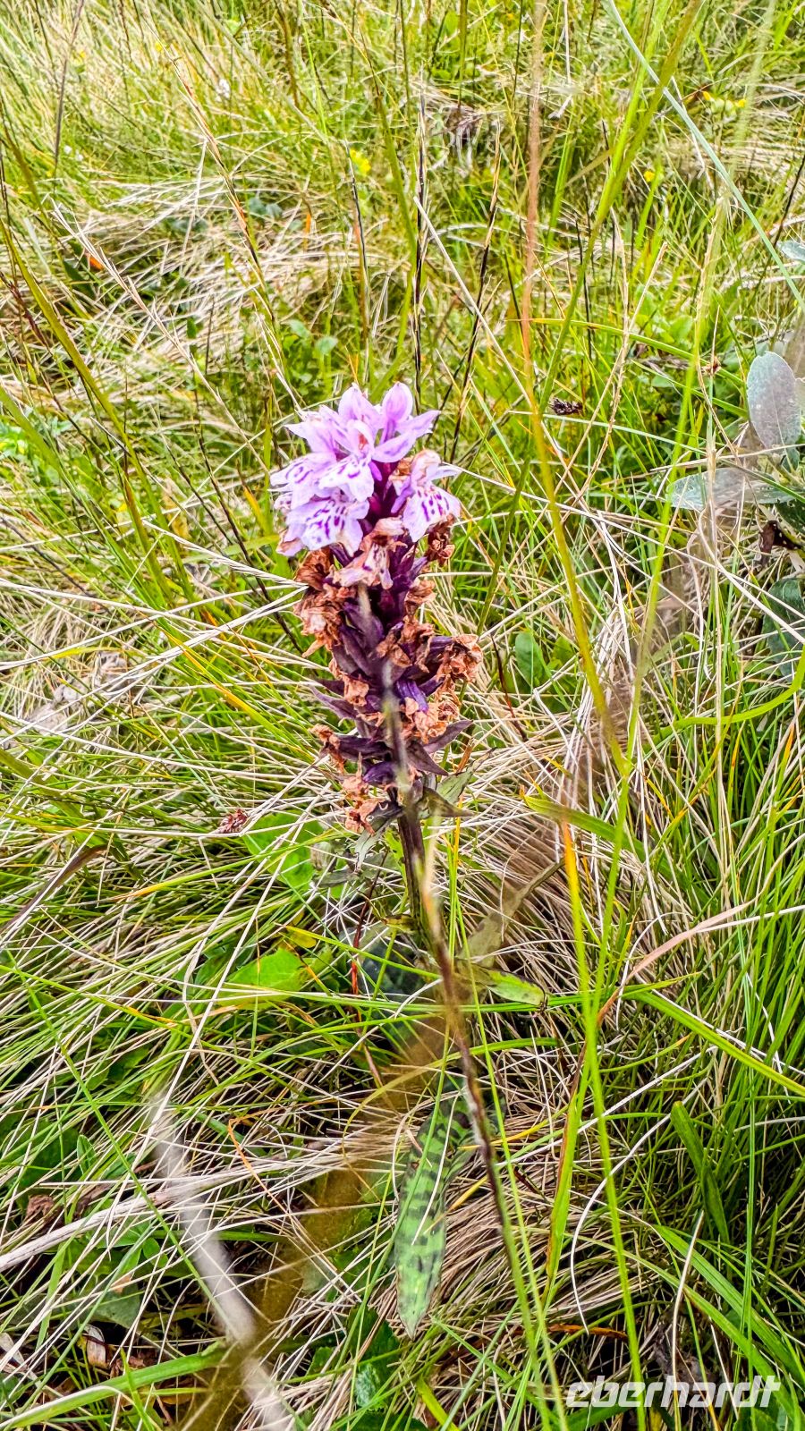Insel Magerøya - Honningsvåg - Orchidee - Geflecktes Knabenkraut &ndash; &copy; Martin Büchner (Eberhardt TRAVEL)