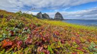 Helgelandskyste - Helgelandsküste - Insel Træna - Moltebeeren &ndash; &copy; Martin Büchner (Eberhardt TRAVEL)