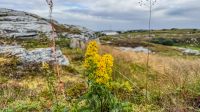 Helgelandskyste - Helgelandsküste - Insel Træna &ndash; &copy; Martin Büchner (Eberhardt TRAVEL)