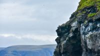 Vogelfelsen vor der Insel Magerøya mit Seeadler auf dem Felsen und tausenden Vögeln in der Luft &ndash; &copy; Martin Büchner (Eberhardt TRAVEL)