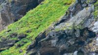 Vogelfelsen vor der Insel Magerøya - Seeadler &ndash; &copy; Martin Büchner (Eberhardt TRAVEL)
