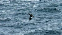 Skua - Raubmöwe &ndash; &copy; Martin Büchner (Eberhardt TRAVEL)