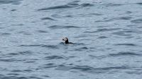 Papageitaucher (Puffin) &ndash; &copy; Martin Büchner (Eberhardt TRAVEL)