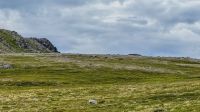 Insel Magerøya - Honningsvåg - Rentiere &ndash; &copy; Martin Büchner (Eberhardt TRAVEL)