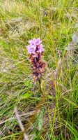 Insel Magerøya - Honningsvåg - Orchidee - Geflecktes Knabenkraut &ndash; &copy; Martin Büchner (Eberhardt TRAVEL)