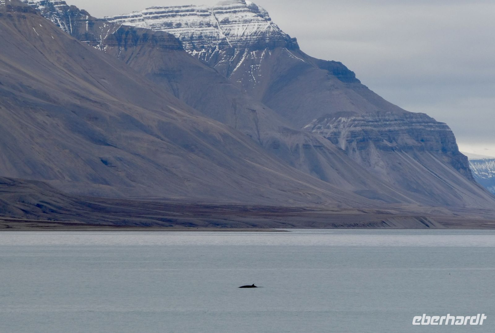9. Tag - Wal im Isfjord, Spitzbergen &ndash; &copy; Christin Kuschka (Eberhardt TRAVEL)