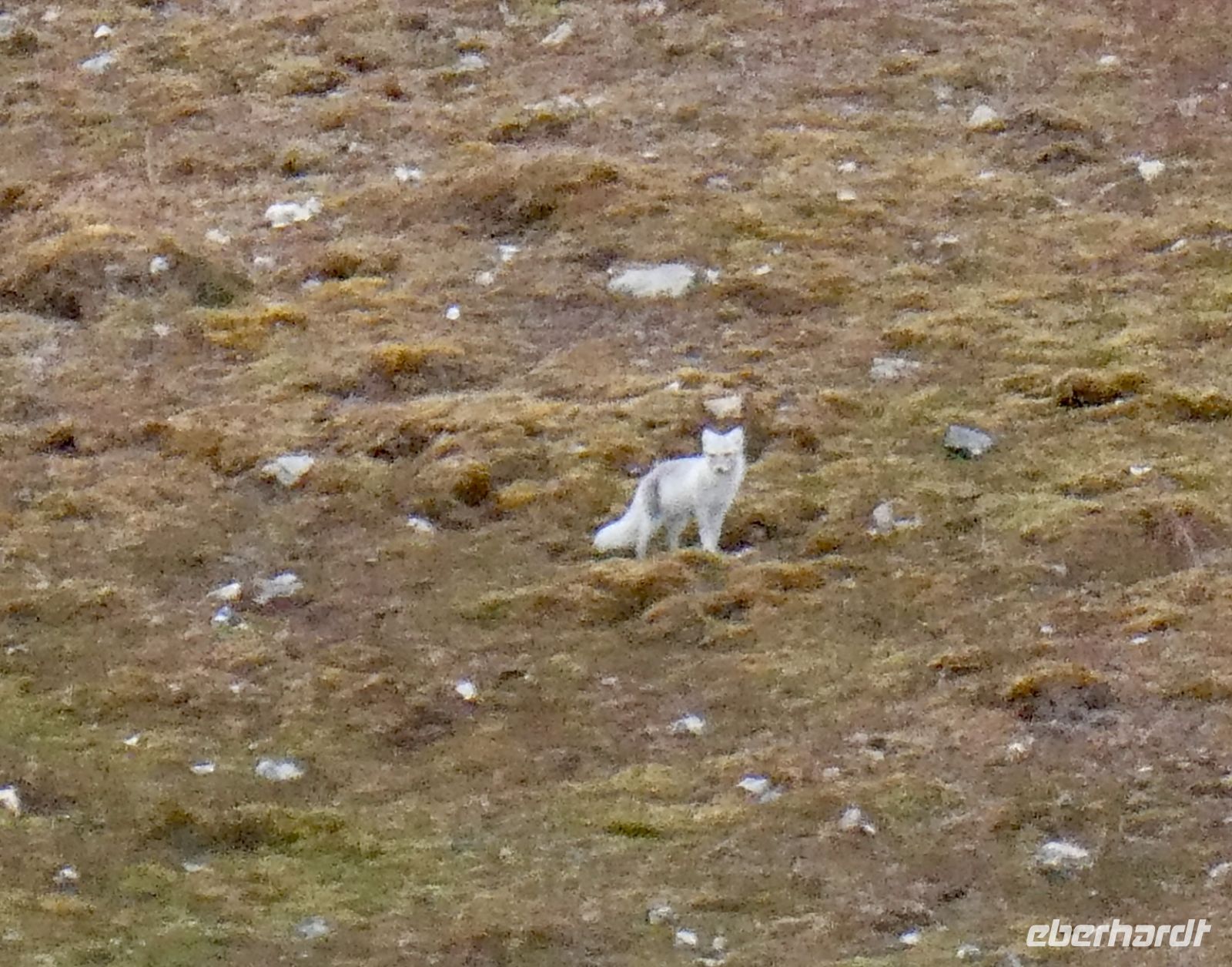 9. Tag - Polarfuchs, Spitzbergen &ndash; &copy; Christin Kuschka (Eberhardt TRAVEL)
