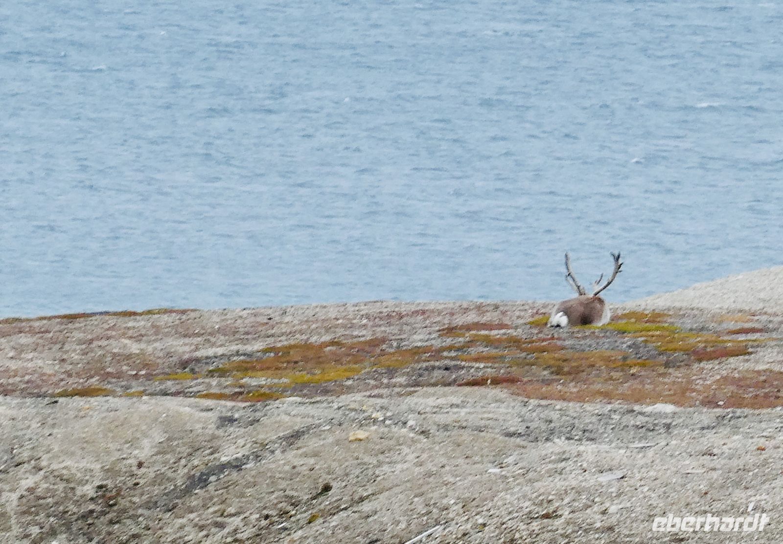 10. Tag - Rentier, Ny-Ålesund &ndash; &copy; Christin Kuschka (Eberhardt TRAVEL)