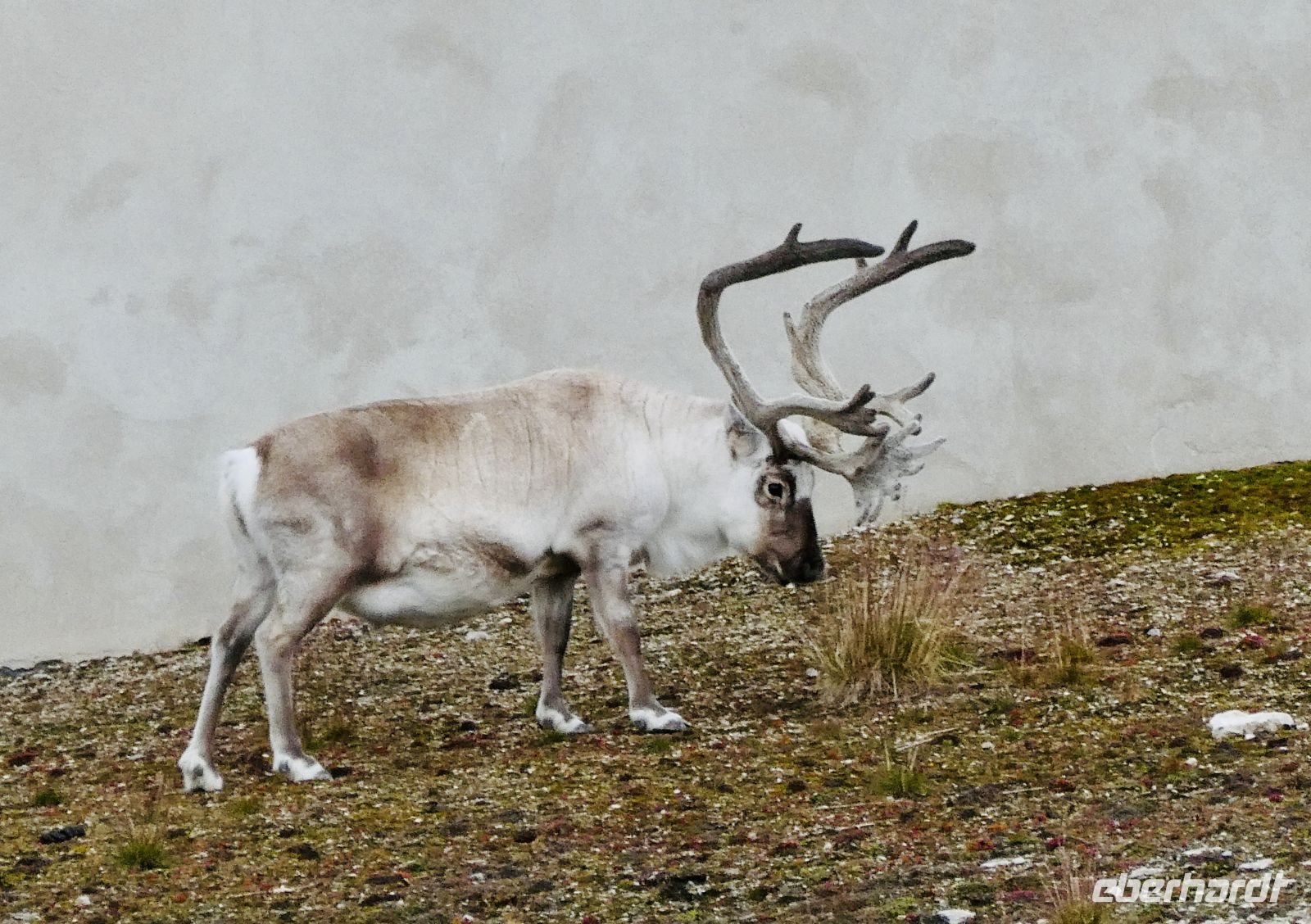 10. Tag - Rentier, Ny-Ålesund &ndash; &copy; Christin Kuschka (Eberhardt TRAVEL)