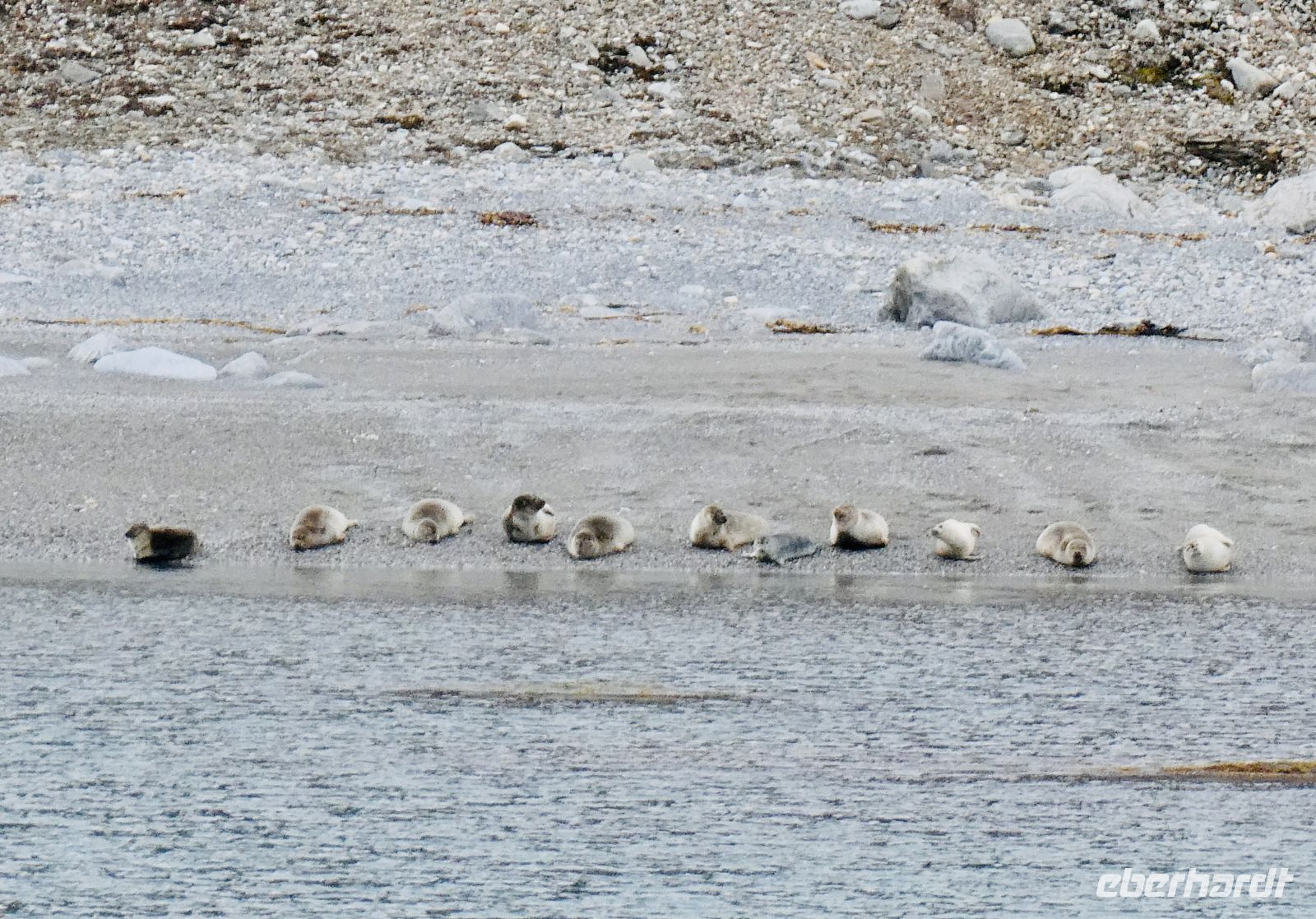 10. Tag - Robben, Kongsfjord, Spitzbergen &ndash; &copy; Christin Kuschka (Eberhardt TRAVEL)