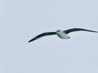 8. Tag - Möwe