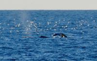 8. Tag - Wale &ndash; &copy; Christin Kuschka (Eberhardt TRAVEL)