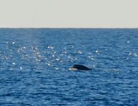 8. Tag - Wale &ndash; &copy; Christin Kuschka (Eberhardt TRAVEL)