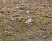 9. Tag - Polarfuchs, Spitzbergen &ndash; &copy; Christin Kuschka (Eberhardt TRAVEL)