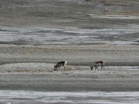 9. Tag - Rentiere, Spitzbergen &ndash; &copy; Christin Kuschka (Eberhardt TRAVEL)